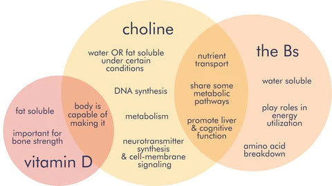 choline benefits () choline benefits