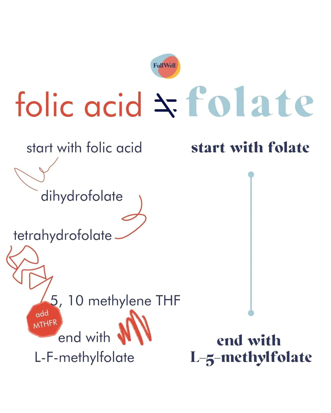 Folate and Folic Acid for a Healthy Pregnancy – FullWell