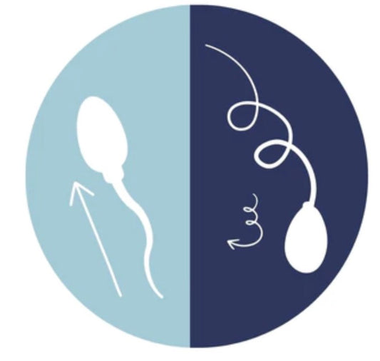 6 Antioxidants to Know: Your Guide to Boosting Fertility Preconception FullWell 6 Antioxidants to Know: Your Guide to Boosting Fertility Preconception FullWell